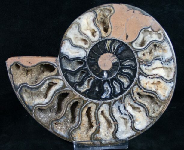 Black Ammonite (Half) - Rare Coloration #9647